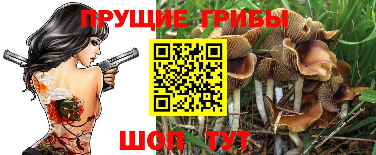 закладка  Вход с VPN  Сосновый Бор  Галлюциногенные грибы GOLDEN TEACHER  Галлюциногенные грибы Psilocybine cubensis 